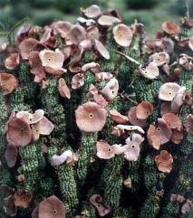 Weight loss. Hoodia gordonii, ein natürlicher appetit suppressant.