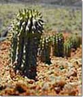 Wie Hoodia Hilfe Sie Gewicht verlieren